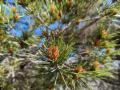 wanderung-mallorca-cap-de-formentor-outdoormaedchen-29